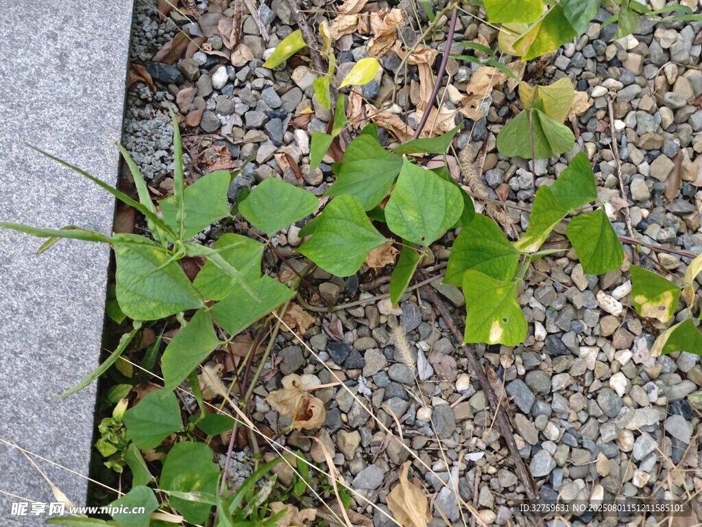 石缝间生长的翠绿植物