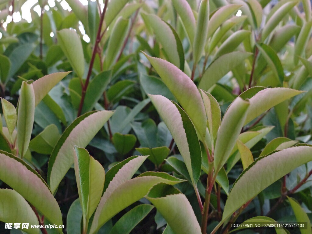 嫩绿叶片的植物特写