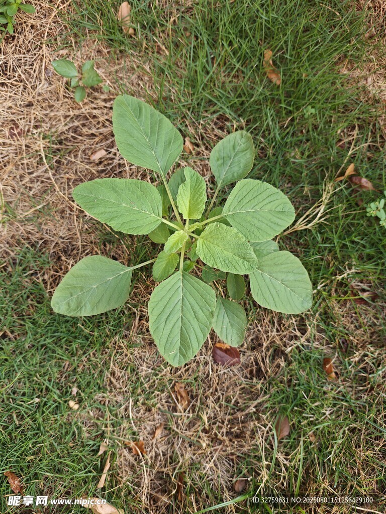 嫩绿植物生长于草地