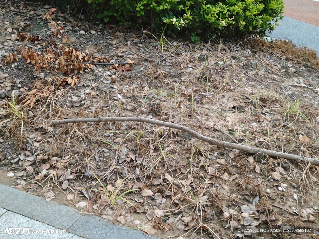地面上的枯枝落叶景象