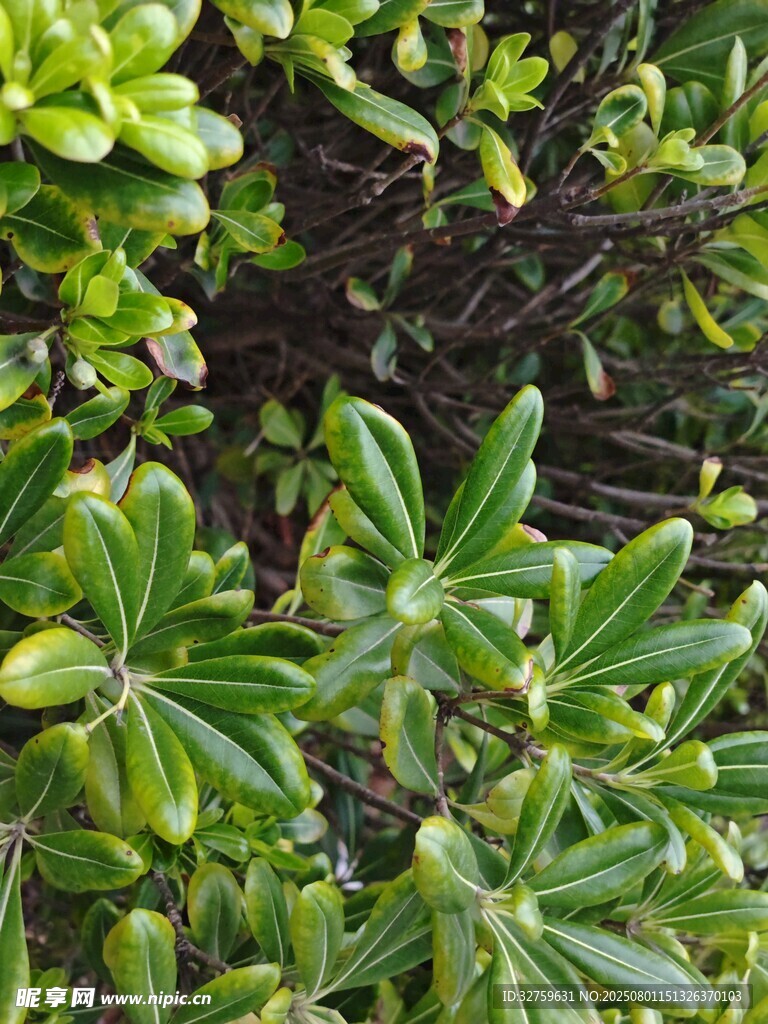 翠绿繁茂的丛生植物