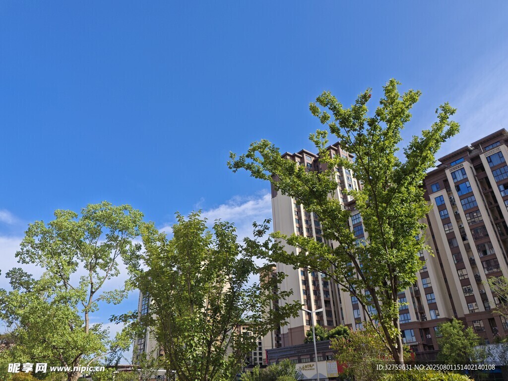 城市中的绿树与高楼景观