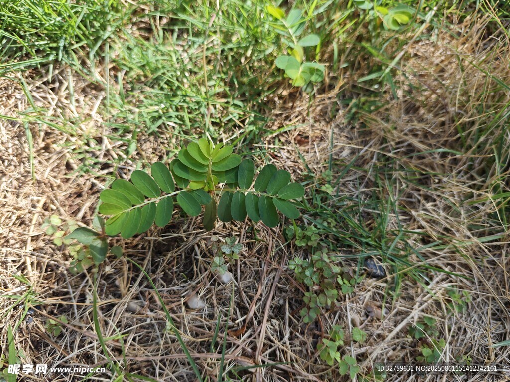 草地上的绿色植物