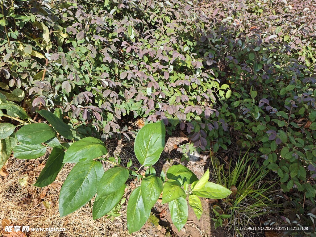 绿叶植物展现自然生机
