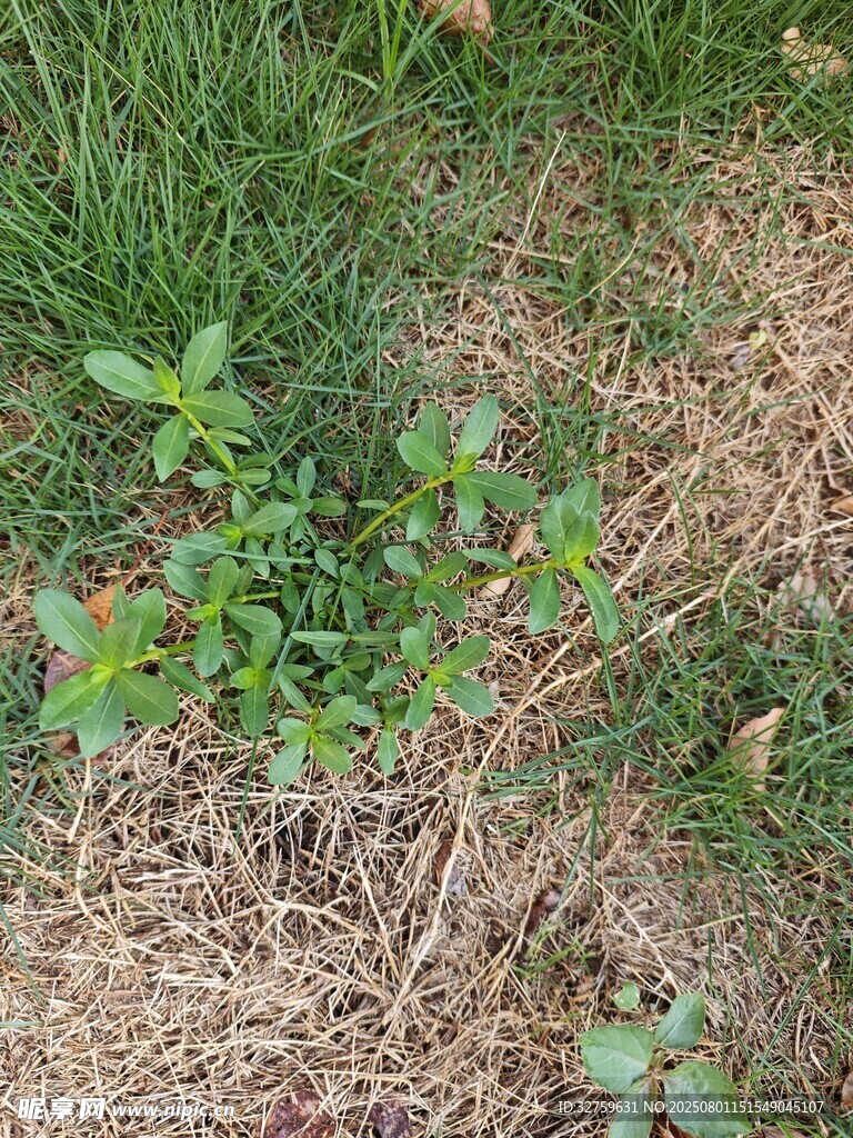 地面生长的嫩绿植物