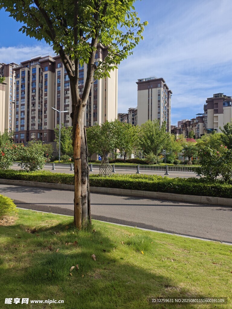 城市路边绿树与高楼景观
