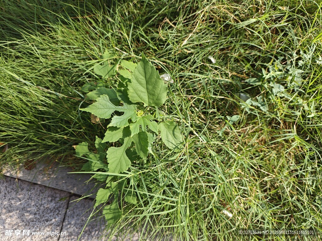 路边生长的绿色植物