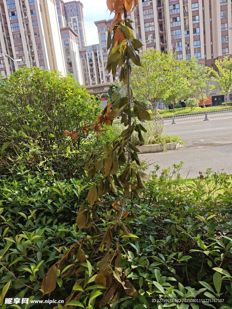 小区中挺立的一株绿植