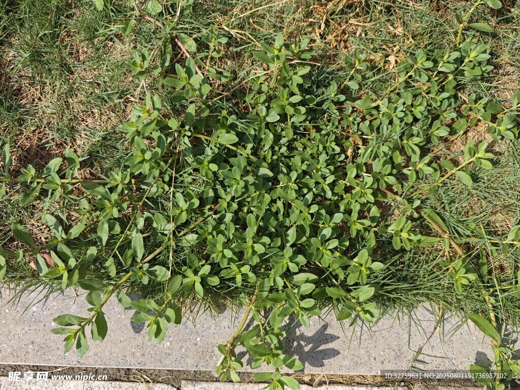 路边翠绿繁茂的丛生植物