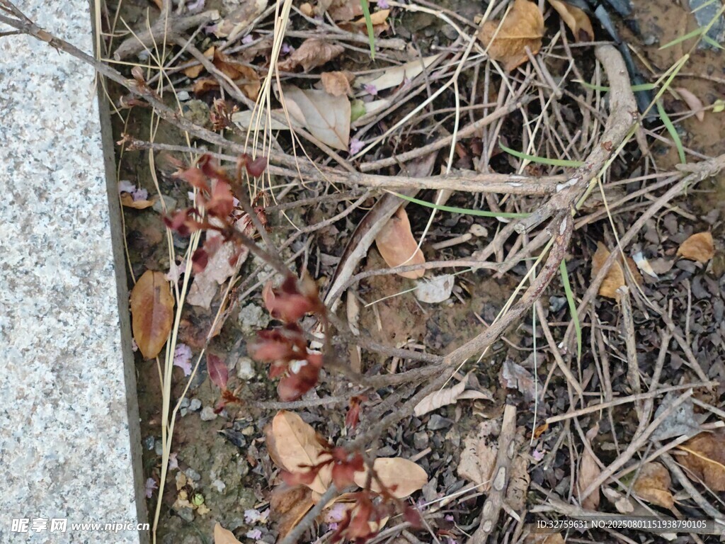 地面上的枯枝与红色果实