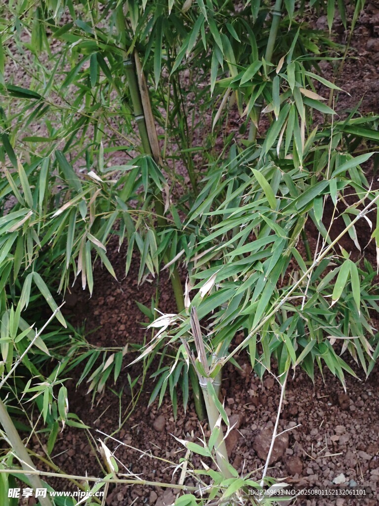 翠绿竹林中的清新景致