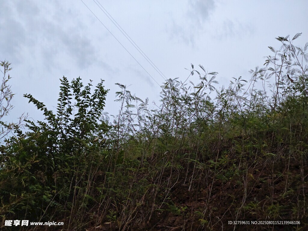 山坡绿植与天空景象