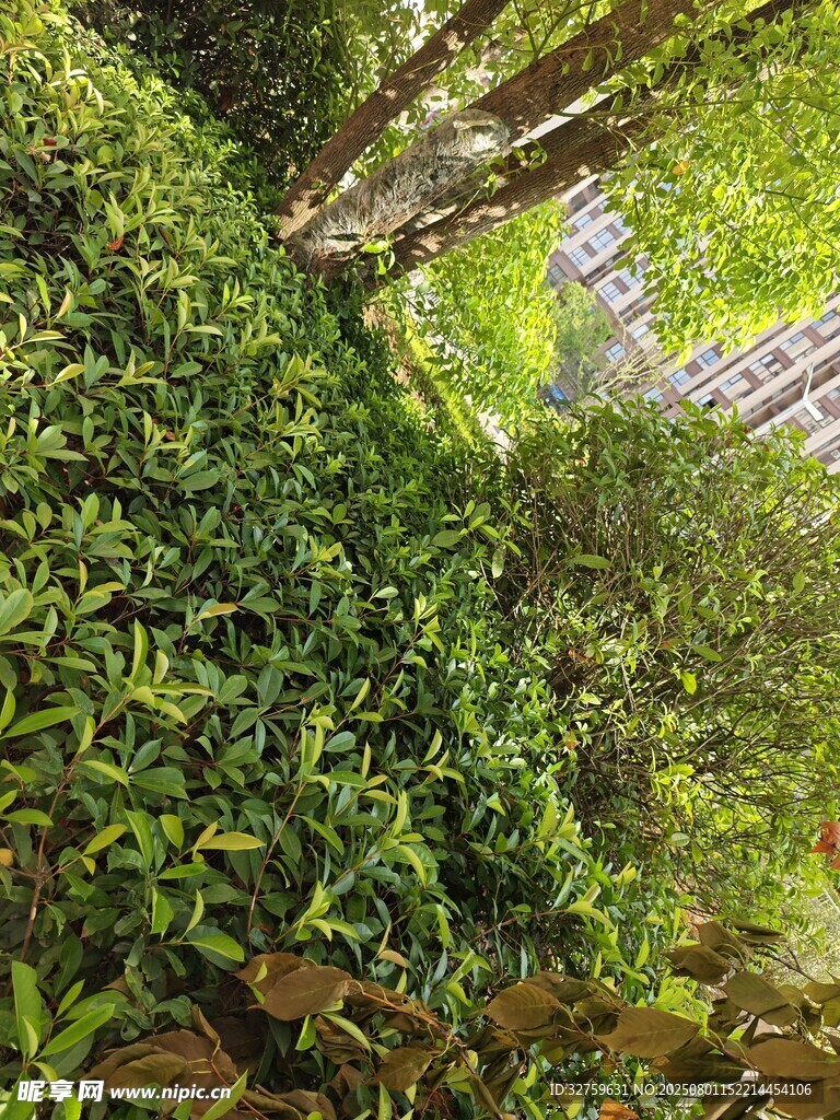 绿意盎然的垂直植物景观