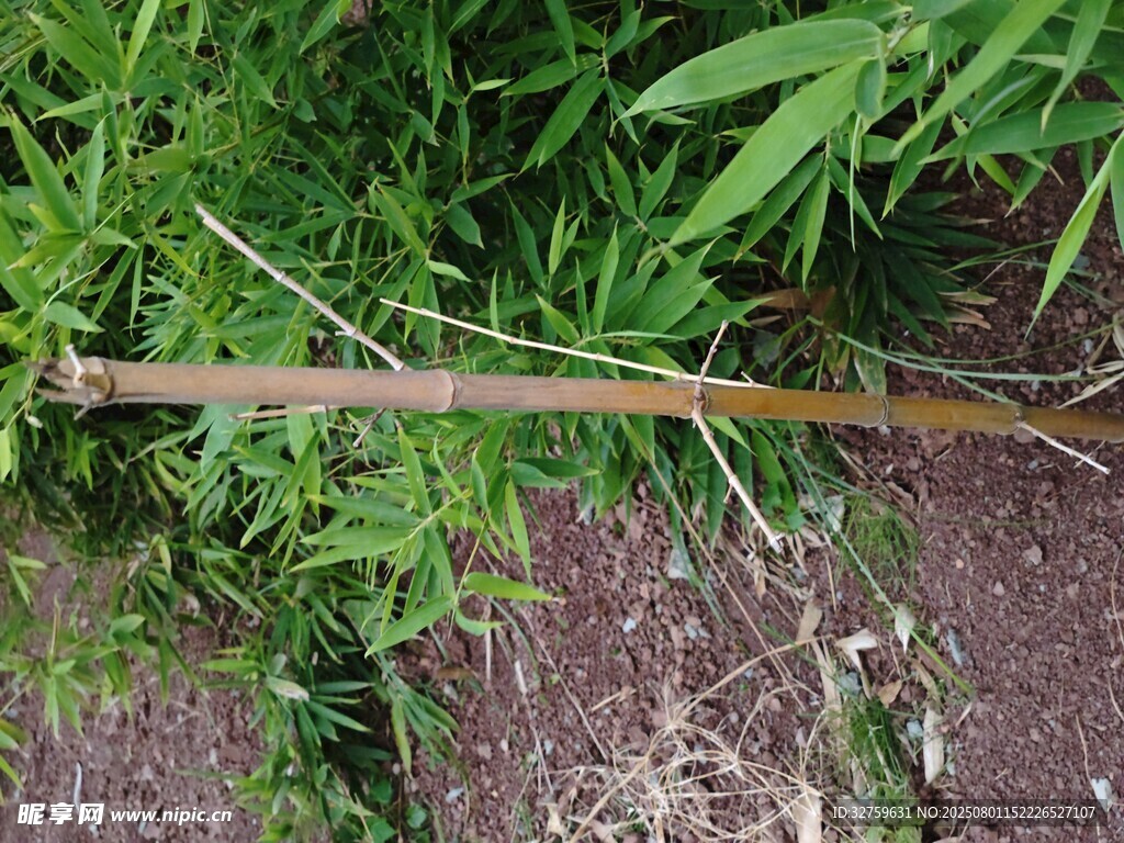 竹制工具置于绿植旁