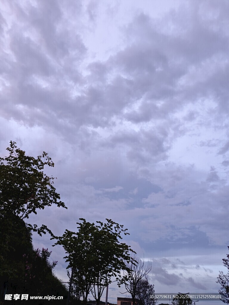阴云下的树木景观