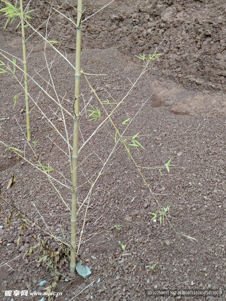 新植小树苗