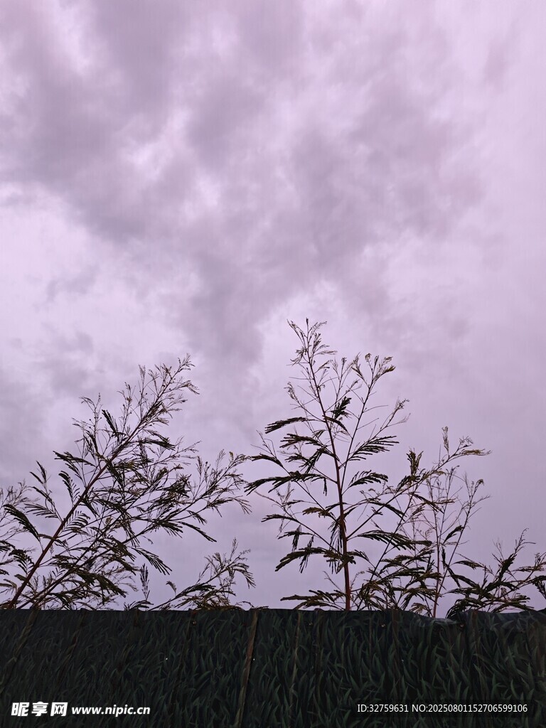 乌云下的枯树