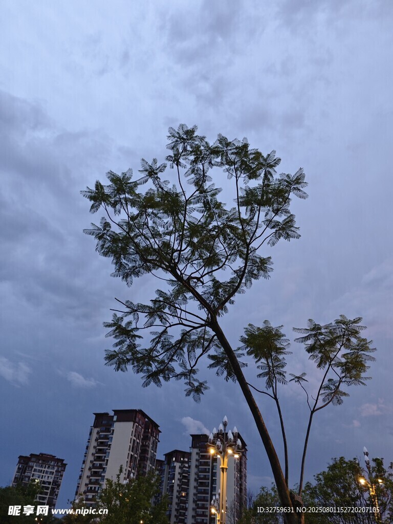 黄昏下孤树与城市建筑