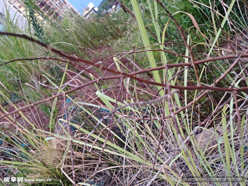 野外丛生的草类植物