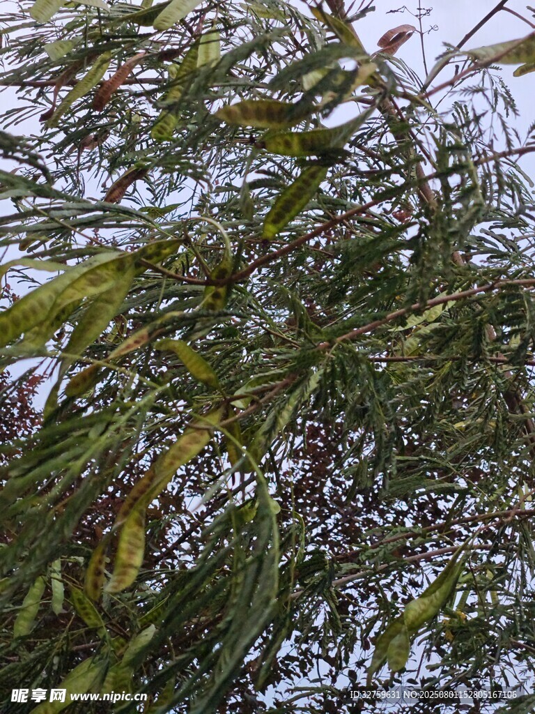 枝叶繁茂的树木