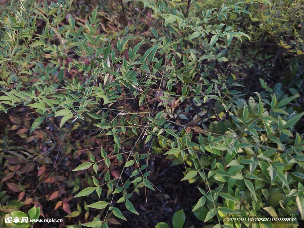 繁茂绿植景观