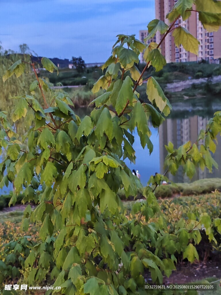 湖畔绿植景观