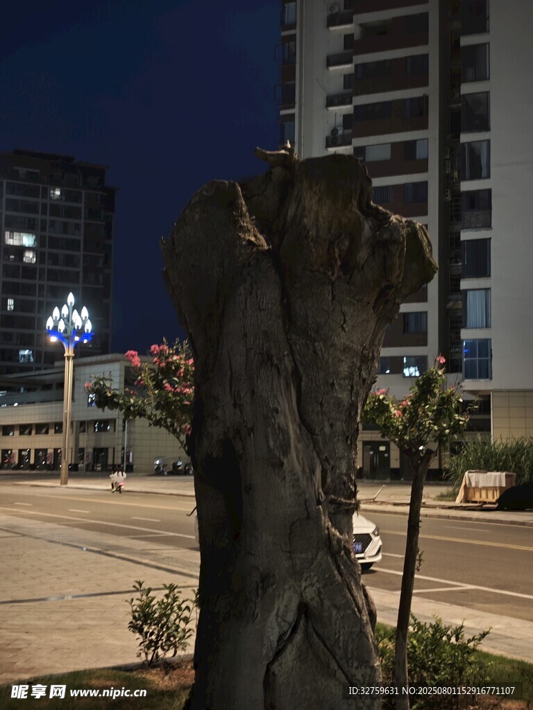 夜晚城市中的枯树景观