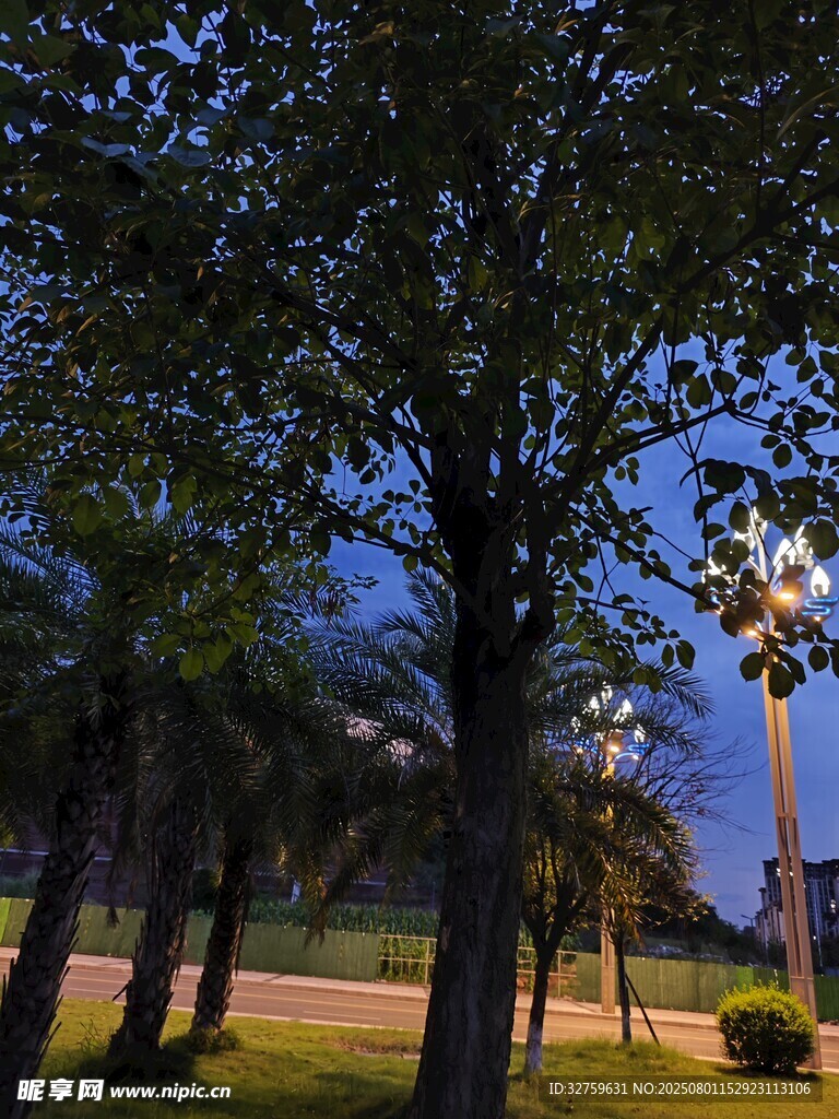 夜幕下的公园树木景观