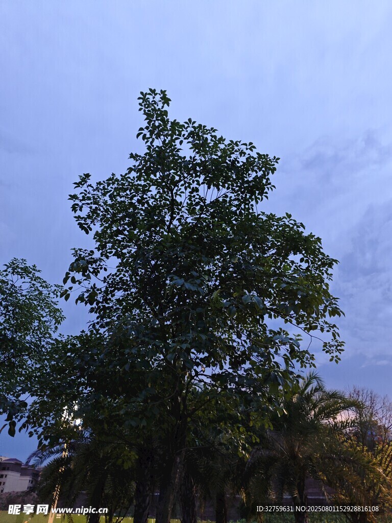 蓝天绿树风景图