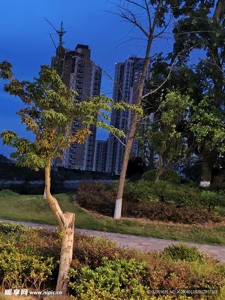 城市黄昏下的树木与高楼