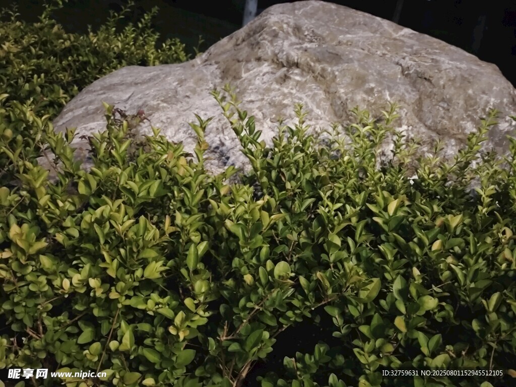 石旁绿植景观
