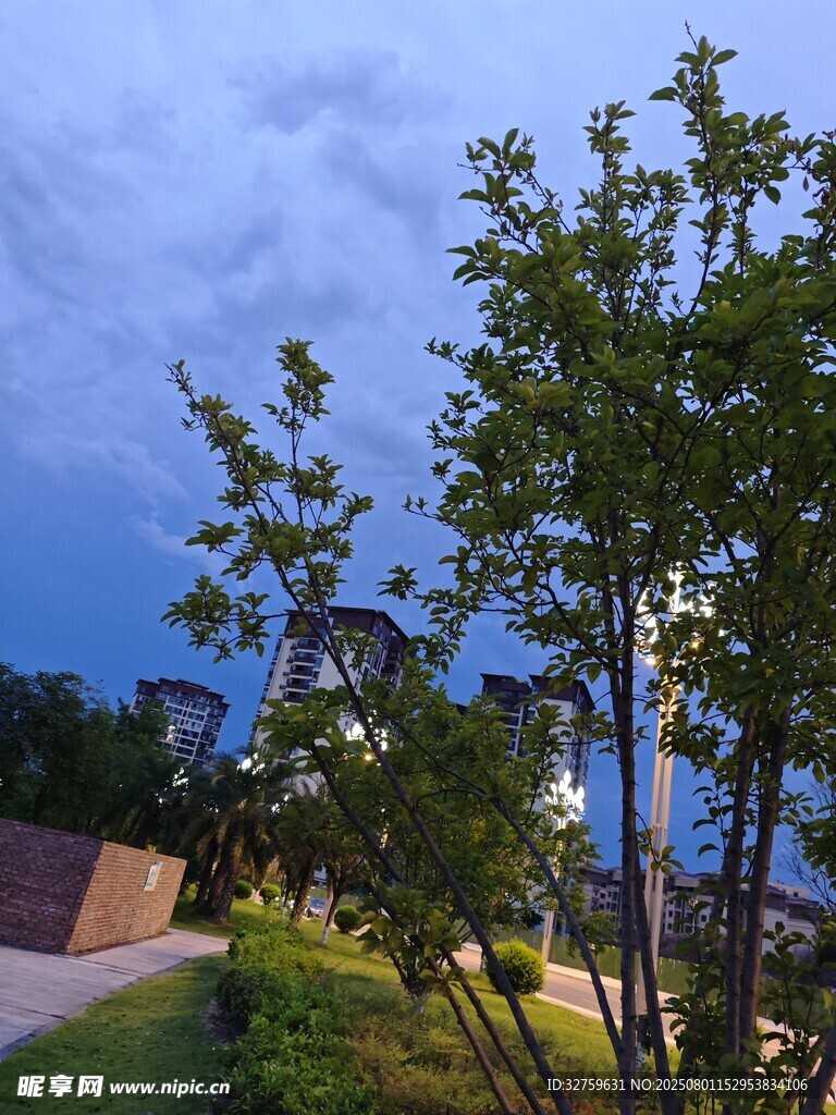 黄昏下的城市绿植景观
