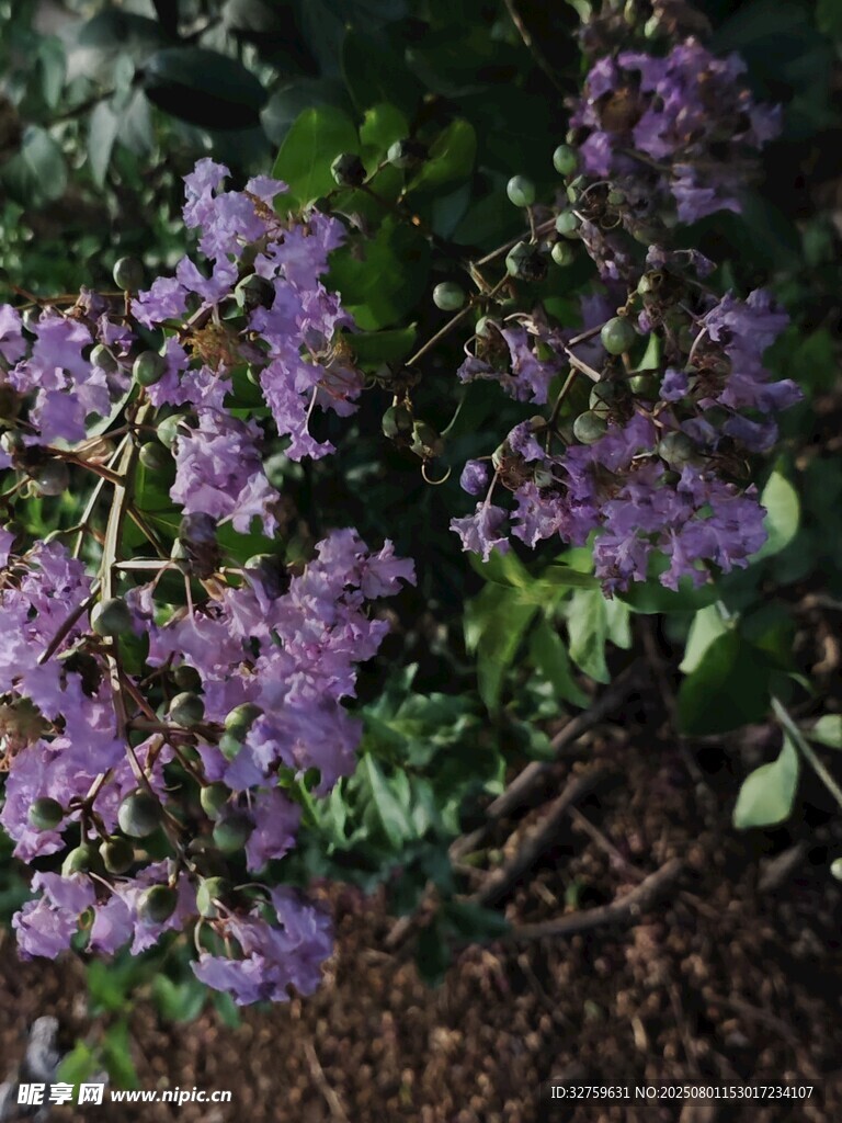 紫色繁花绽放于绿叶间