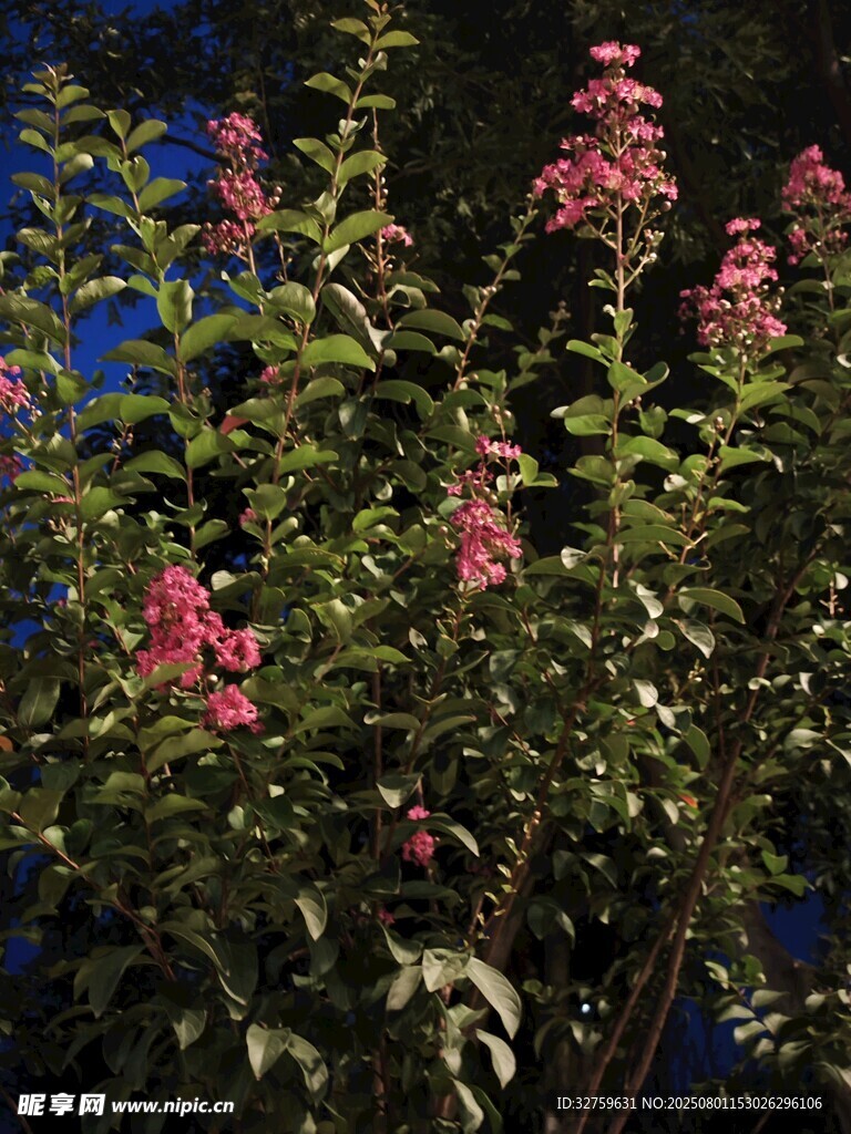 夜幕下的娇艳繁花