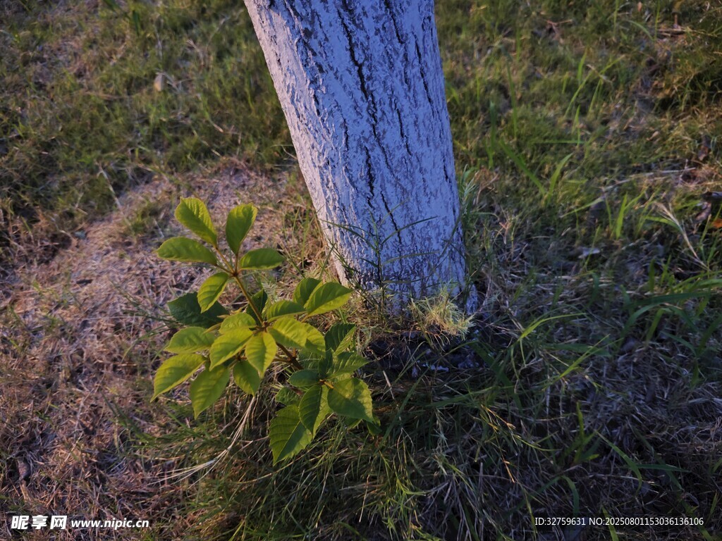 树旁嫩绿植物特写