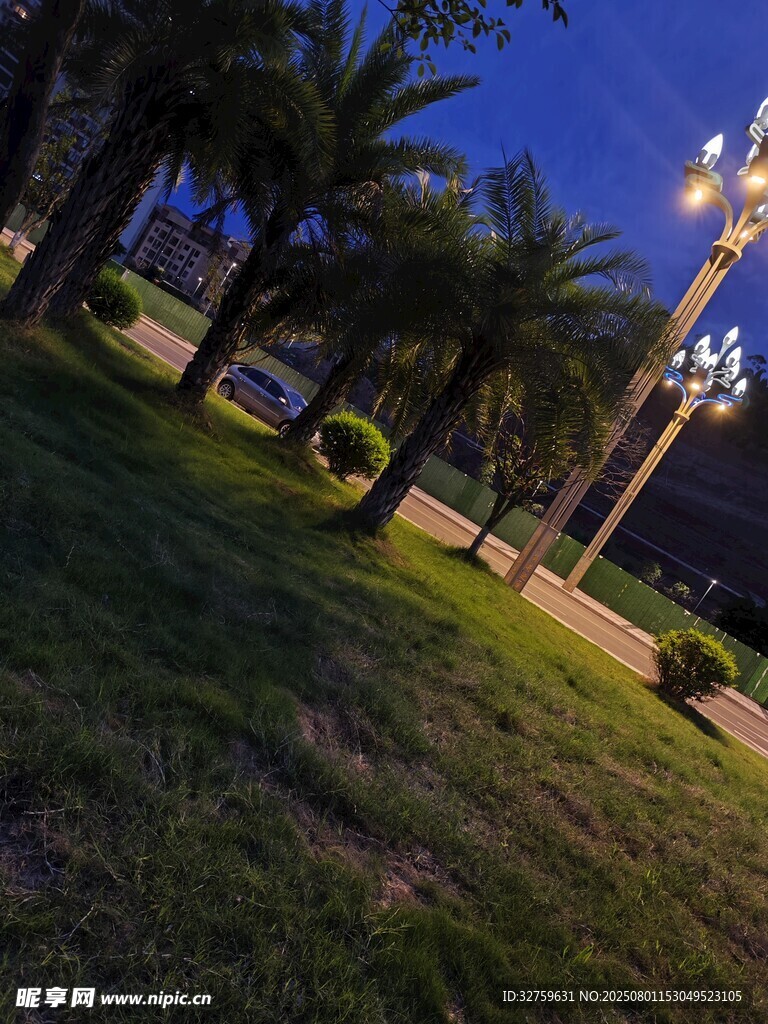 夜晚公园草地与棕榈树景观