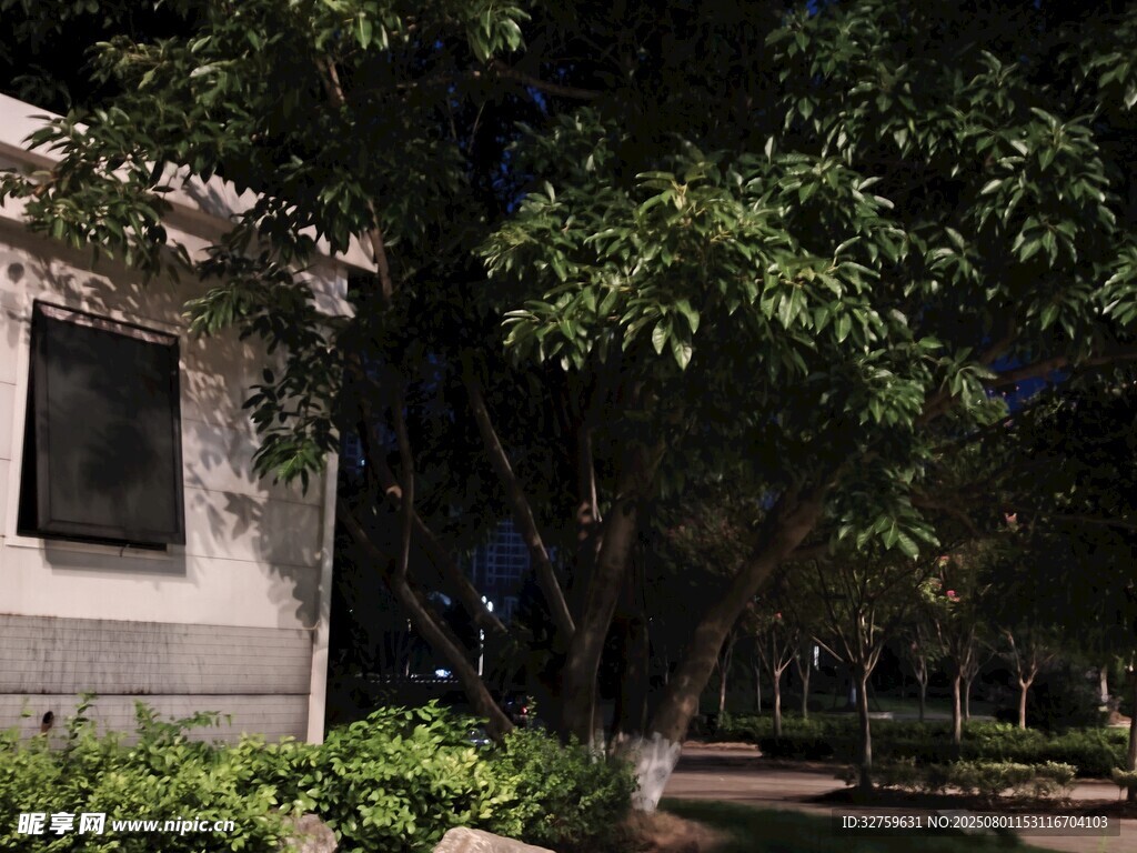 夜晚庭院中的绿植与建筑