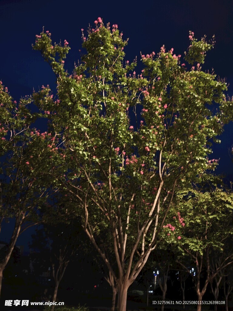 夜幕下繁花盛开的树木