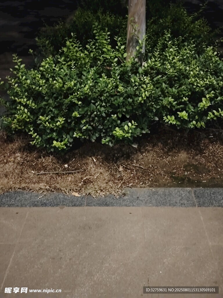 树下绿植景观
