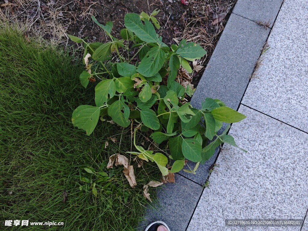 路边绿植特写