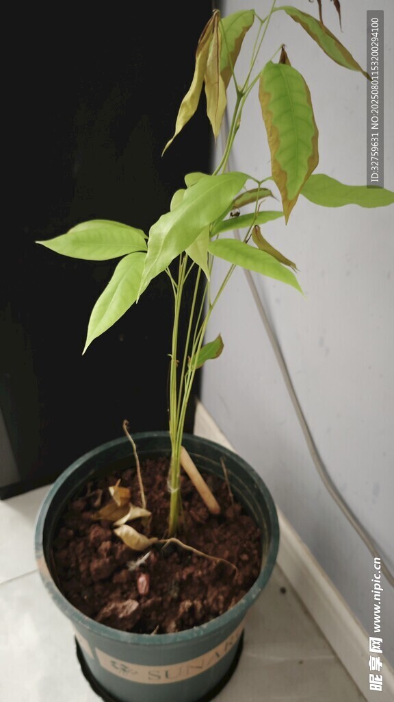 室内绿植盆栽