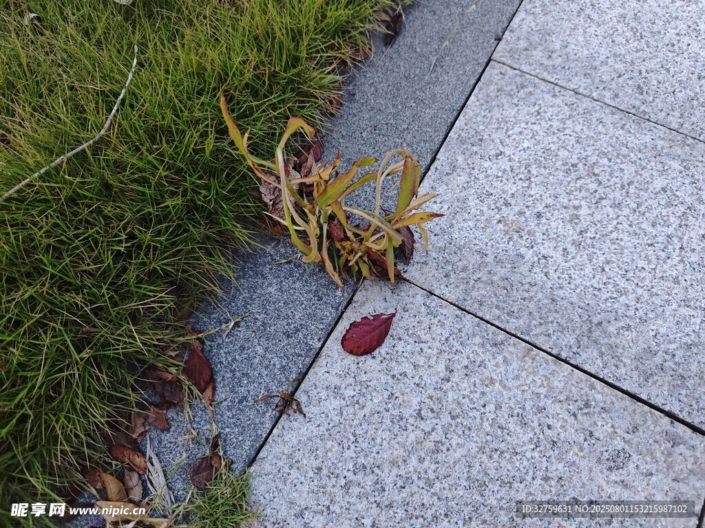 石板边的红叶与杂草