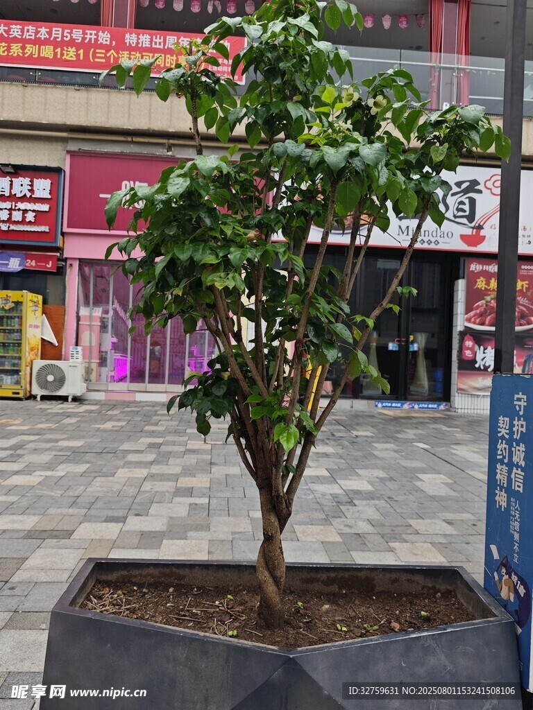 街道边的绿植盆栽