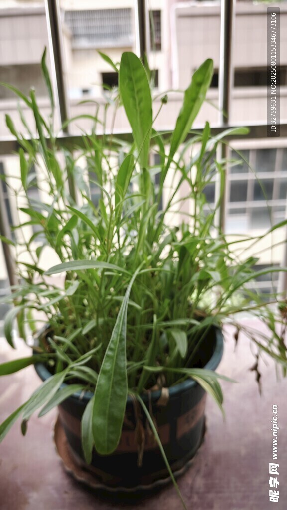 窗边绿植盆栽
