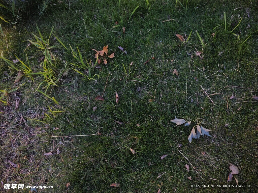 草地上的落叶与杂物