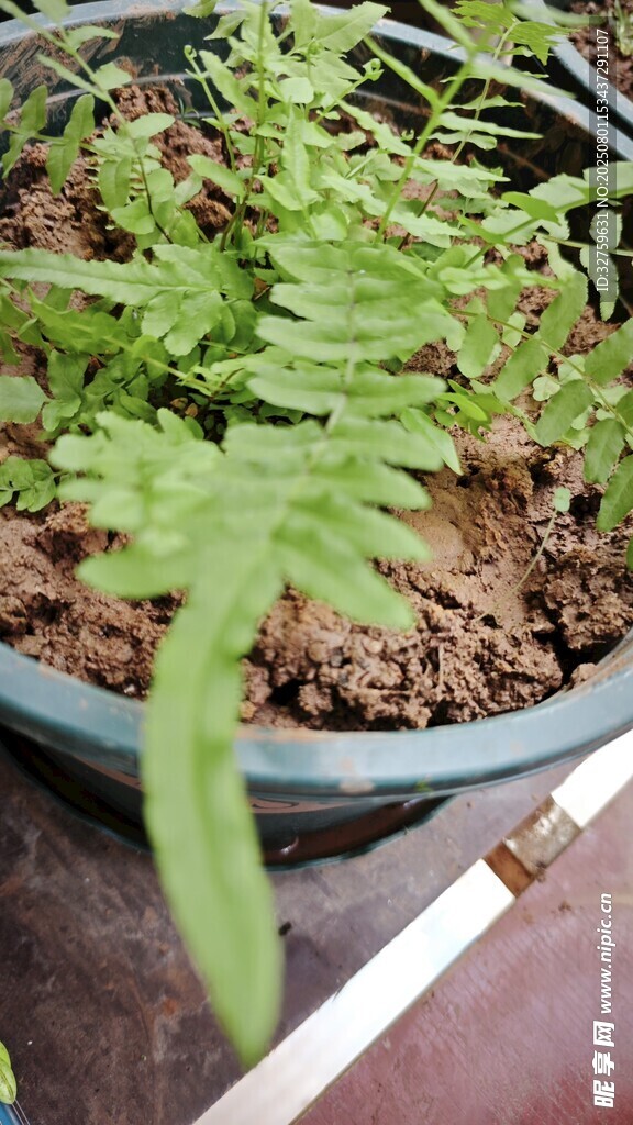 盆栽蕨类植物特写