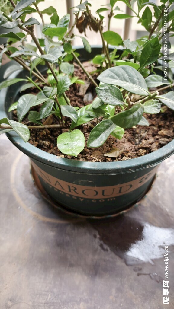 盆栽绿植生机盎然