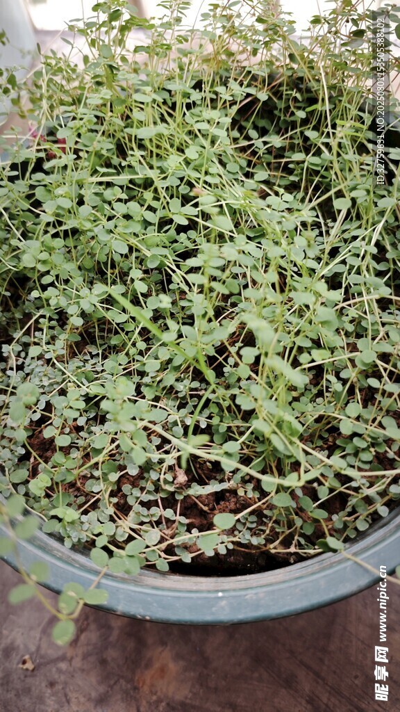盆栽中的嫩绿植物