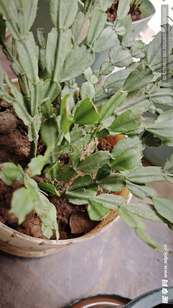 盆栽绿植