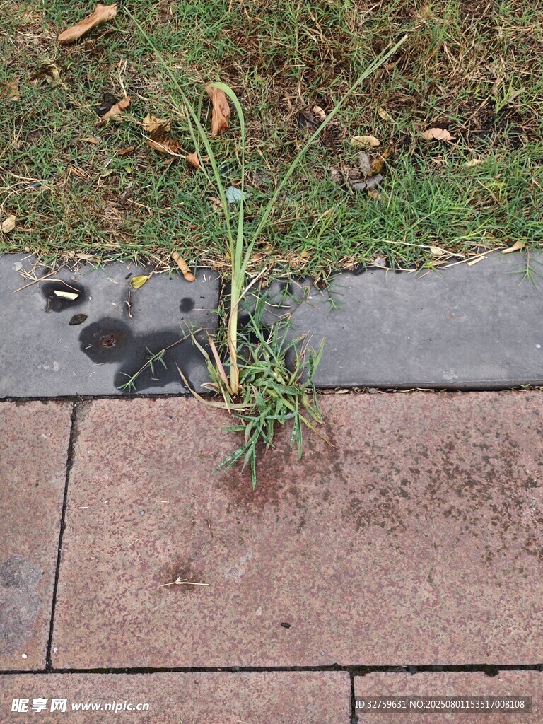 砖缝中顽强生长的小草